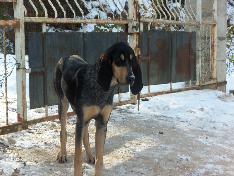 Gipsy du Paummeroi